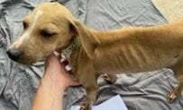 虐待され重い病を患った子犬を救助 たくさんの愛情を受けて病を乗り越え、人を信頼するまでに回復
