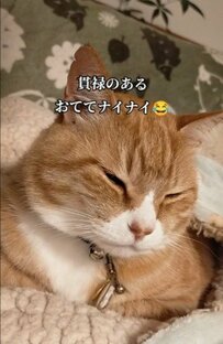 SNSを中心に話題の「おててナイナイ」が可愛い！眠そうな表情もキュートで目が離せない！