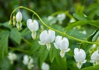 日陰でも美しく育つ「野趣あふれる多年草3選」　シェードガーデンの主役候補に