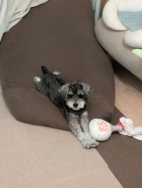 「よっこいしょ」愛犬が選んだ“座る場所”に注目集まる　パパのお顔に鎮座する姿に「信頼の証」