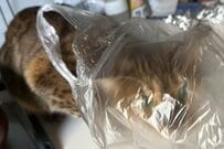 隠れようとする「猫の様子」がかわいすぎる…　「頭隠して尻隠さず」の状態に笑ってしまう