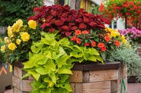 秋ガーデニング〈寄せ植え〉から再開しませんか。オシャレに決まるポイント＆オススメ植物8選も