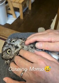 【パパさんとスキンシップするフクロウ】嫌そうにしていたけれど…→表情の変化に癒される人続出