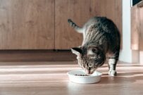 猫の飼育費用は4年連続で増加傾向、月1万1865円に。「飼えない理由」1位は集合住宅の禁止31.3％
