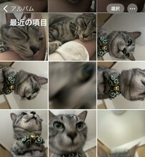 身体の上に乗るのが好きな猫　飼い主さんの写真フォルダに思わず笑ってしまう