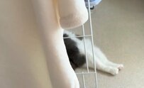 【悶絶】いっぱい遊んで満足した猫　物干しの下を見ると…予想外の寝姿にキュン