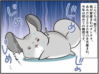 日本生まれのチンチラさん。動物の皆さんが恐怖におののく『日本の夏の風物詩』を初体験【チンチライフ108話】 
