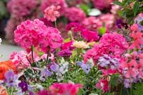  【初夏の寄せ植え】ゼラニウムと一緒に過酷な夏を乗り切る！相性のよい植物4選 