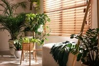 パンサー尾形 160万円の観葉植物！レア植物を物色する動画に「すごい品揃え！」「沼にハマってきました」の声