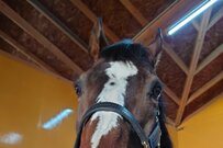 繋養先で撮影された「オジュウチョウサン」がかわいすぎる　カメラ目線で舌を出しながら…