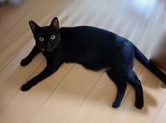 夜食を食べる黒猫を撮影「尻尾があまりにも長く見える」　とんでもない光景に笑ってしまう