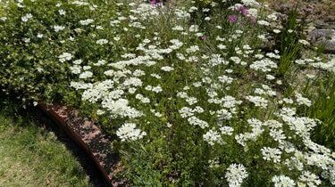 手間いらずで毎年花が咲く「植えてよかった！純白の花」で初夏の