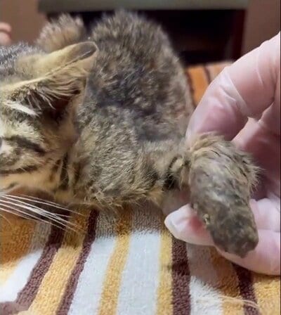 脚の状態を確認されるBaby Jane