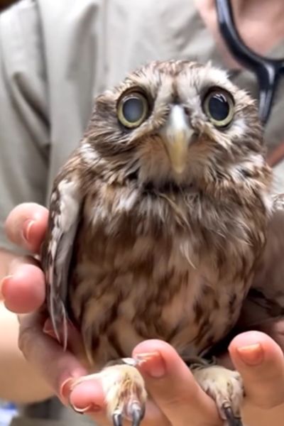 手にのるフクロウ