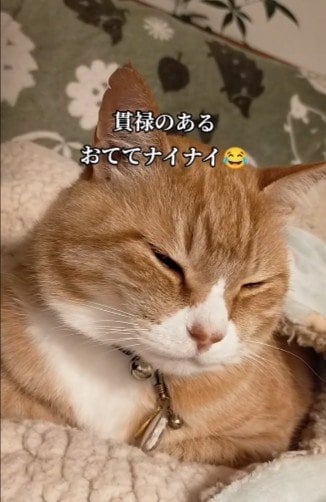 SNSを中心に話題の「おててナイナイ」が可愛い！眠そうな表情もキュートで目が離せない！