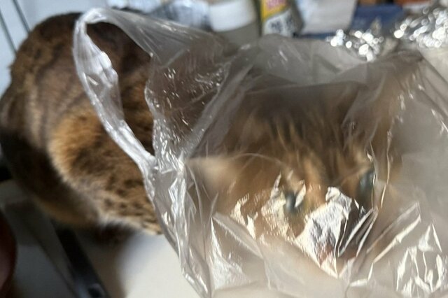 隠れようとする「猫の様子」がかわいすぎる…　「頭隠して尻隠さず」の状態に笑ってしまう