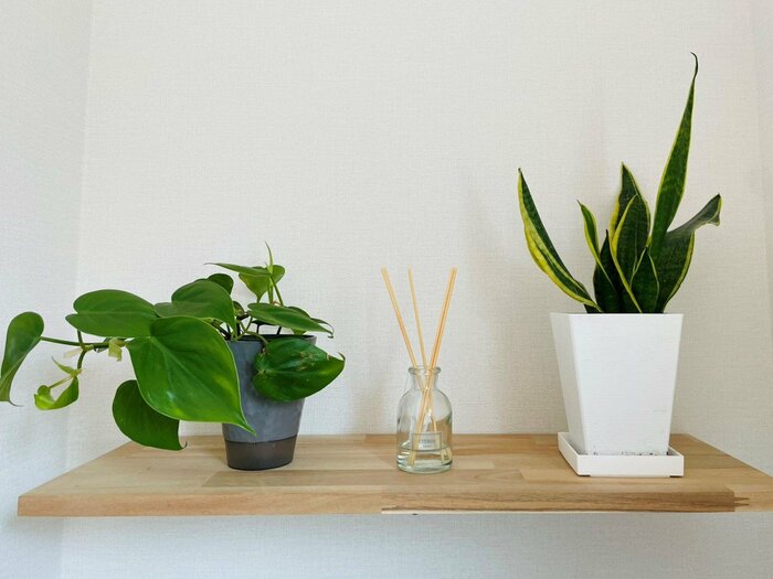 自宅の棚に観葉植物を飾ってみました