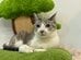 【無加工でこの長さ】伸びをする猫　普段の座り姿とのギャップがかわいくて癒やされる