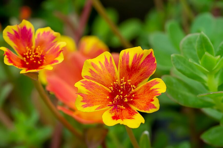 NOPPHARAT9889/shutterstock.com