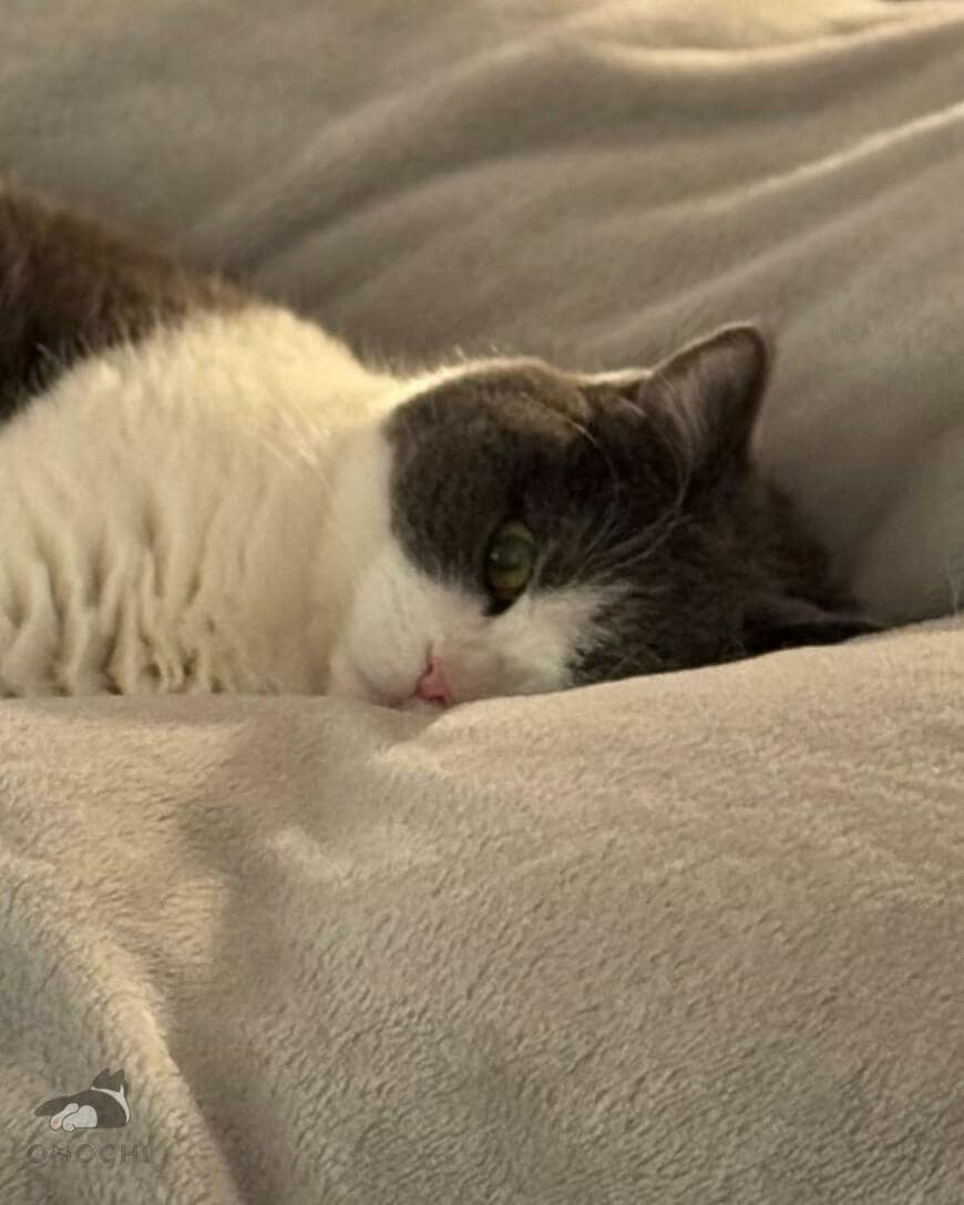 出所：@omochiomoching