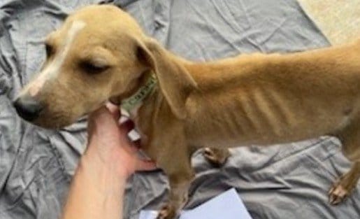 虐待され重い病を患った子犬を救助 たくさんの愛情を受けて病を乗り越え、人を信頼するまでに回復