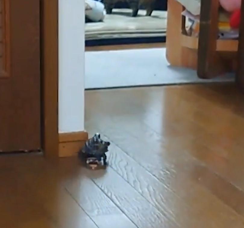 出所：@Mh0MLiErcV8E97C