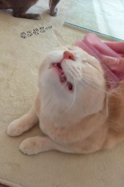 【悶絶】ブラッシングが好きな猫ちゃんたち「もっとニャでて」かわい過ぎて話題