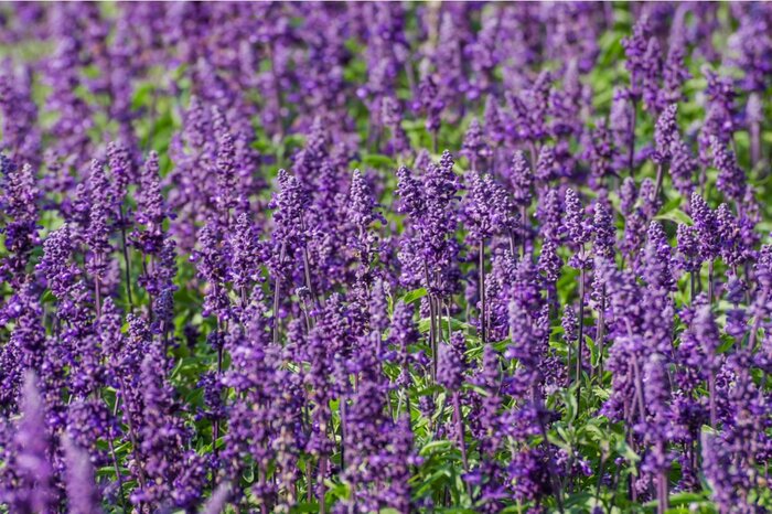 Dejan Gospodarek/shutterstock.com