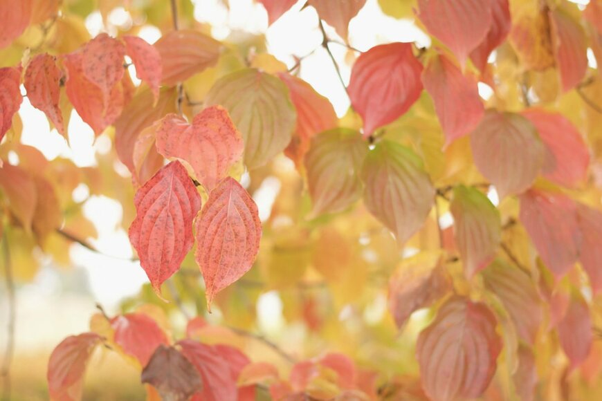 zawafoto/shutterstock.com