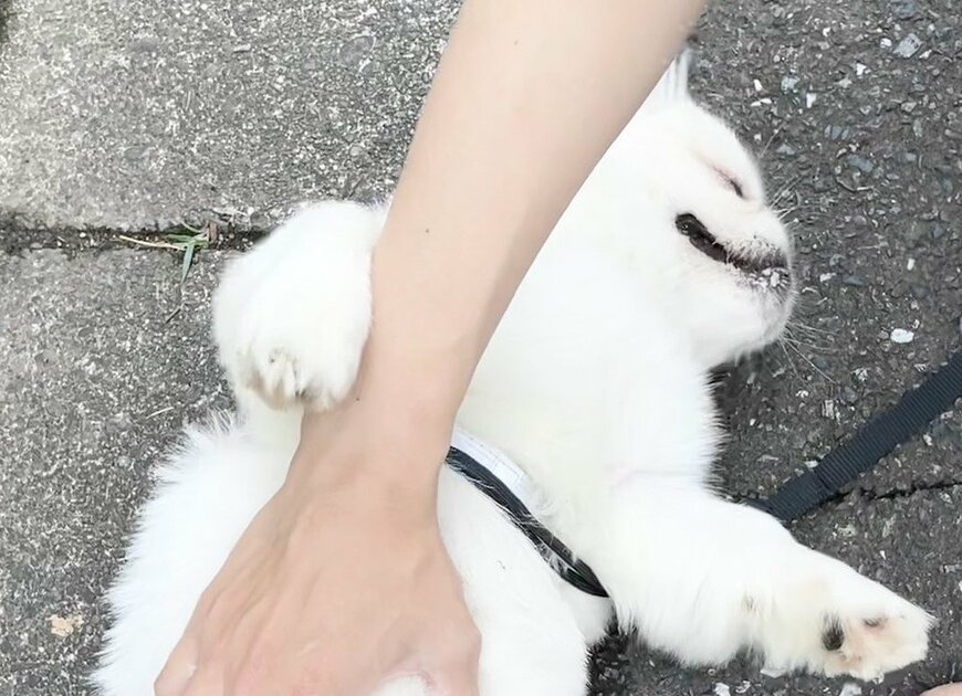 出所：@The_Mucho_World