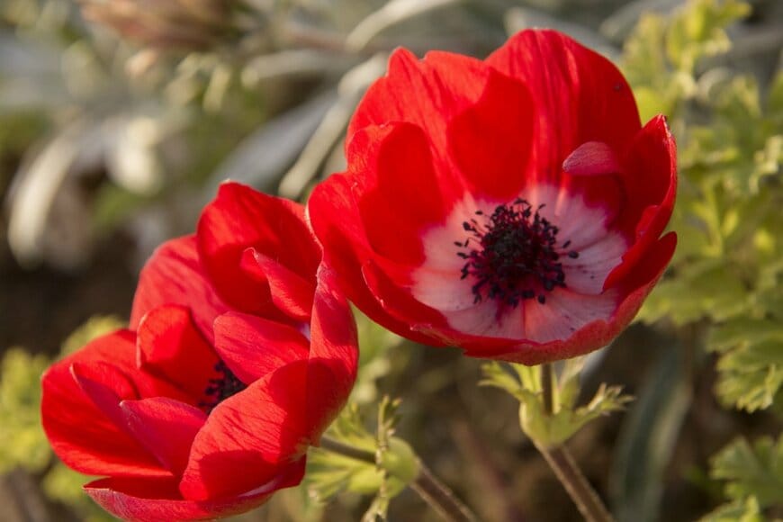 アネモネ　Rita Kapitulski/shutterstock.com