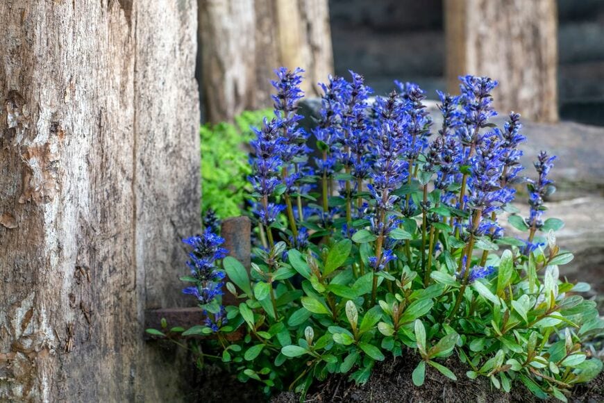 植えっぱなしで「日陰の狭い庭が一年中おしゃれ」ローメンテで寒さに強い《常緑多年草》厳選3種