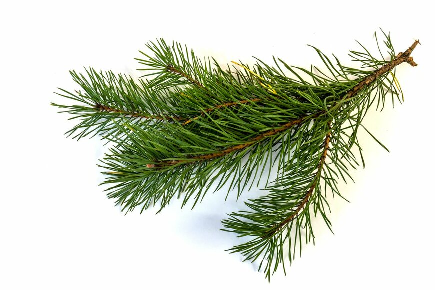 Assa2215/Shutterstock.com