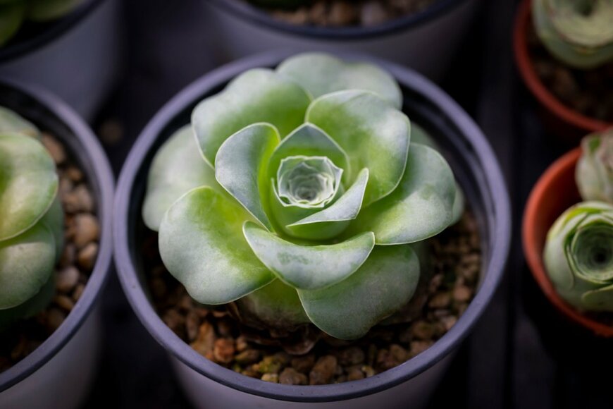 Nooumaporn/shutterstock.com