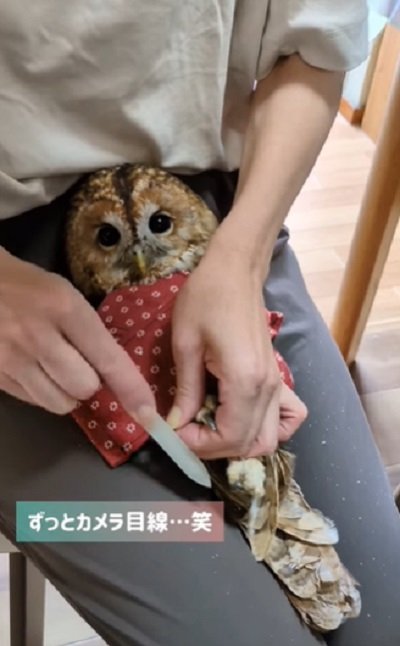 出所:@mori_luna_tawny_owl