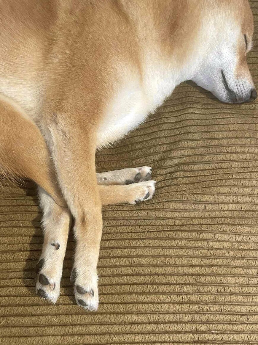 出所：@mameshiba__tama