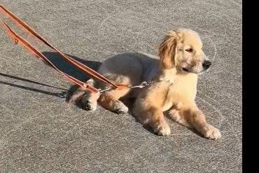 通行人を諦めずに見つめ続ける親子犬　可愛い理由にホッコリ