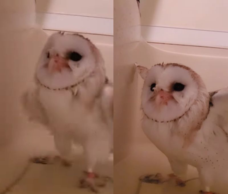 出所：@miki4wan108