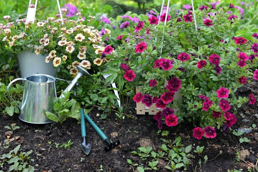 Vera Petruk/Shutterstock.com