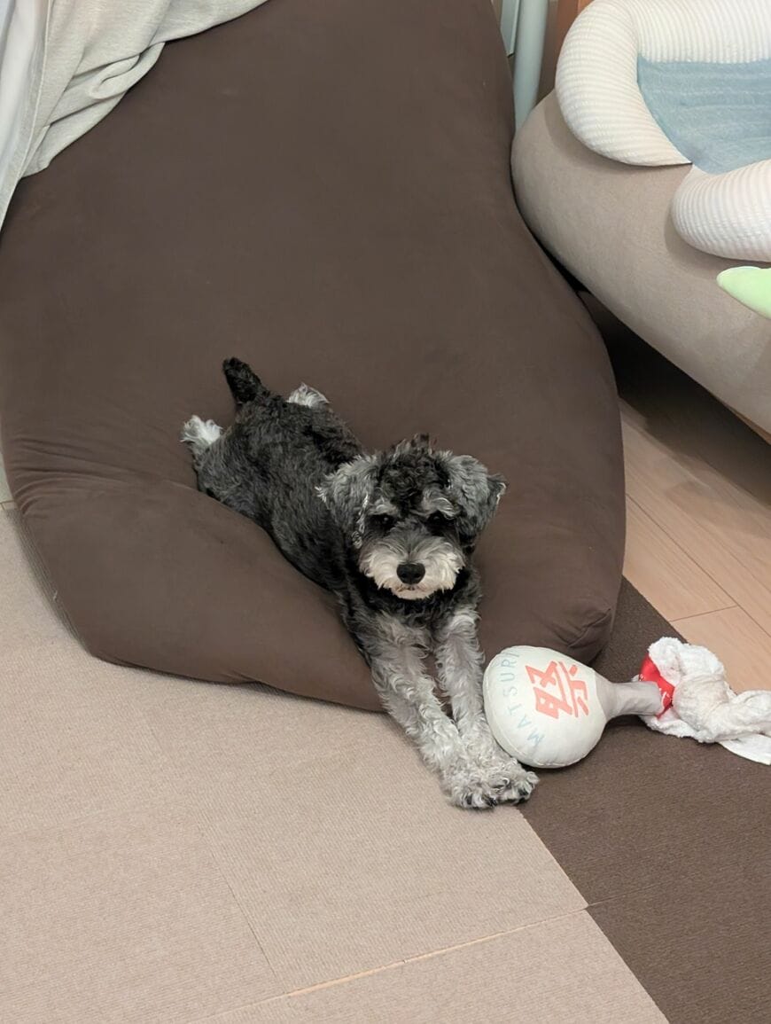 「よっこいしょ」愛犬が選んだ“座る場所”に注目集まる　パパのお顔に鎮座する姿に「信頼の証」