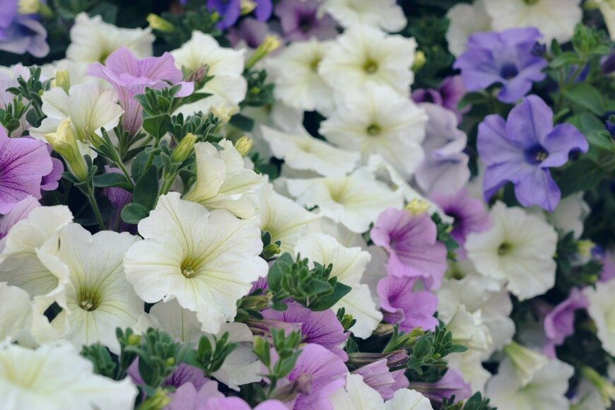 ペチュニア　　　leskas/istockphoto.com