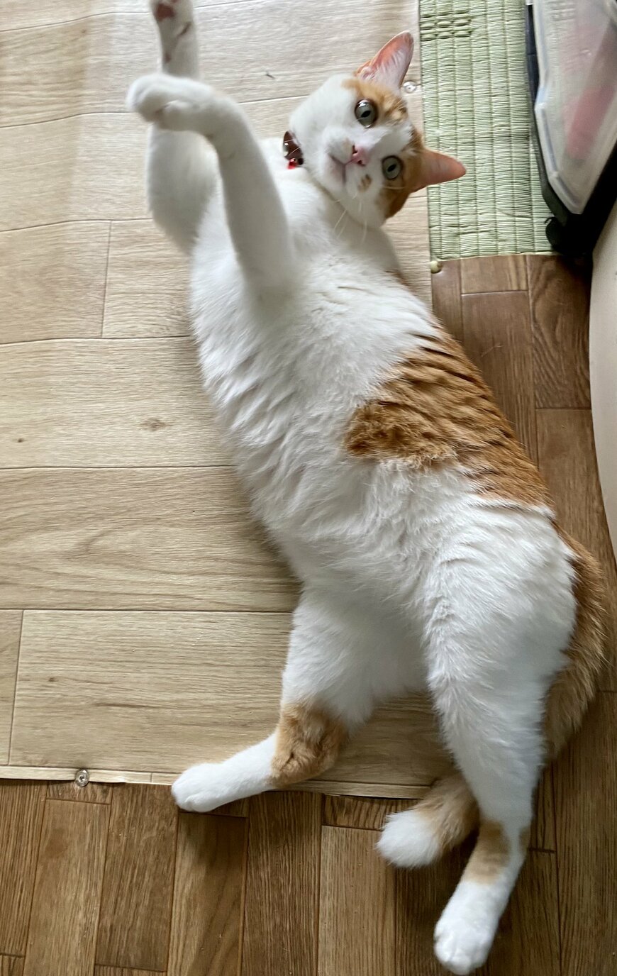 出所：@luna7taka9