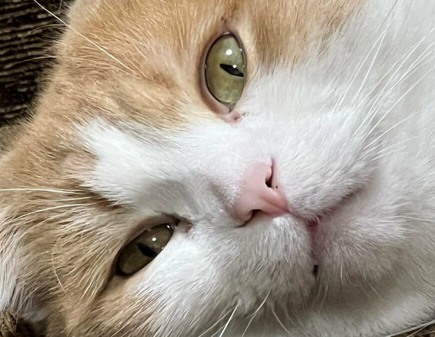 出所：@torotolo106106