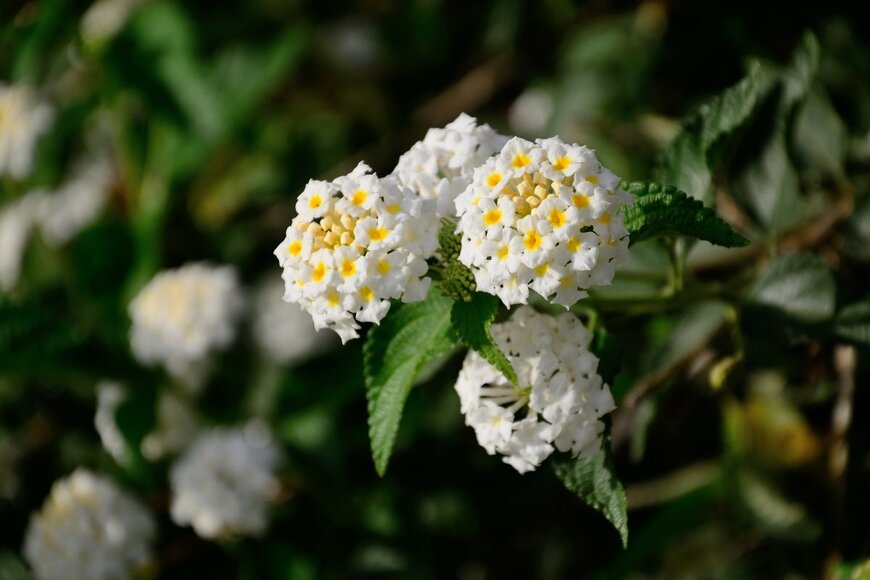 alex 28/Shutterstock.com