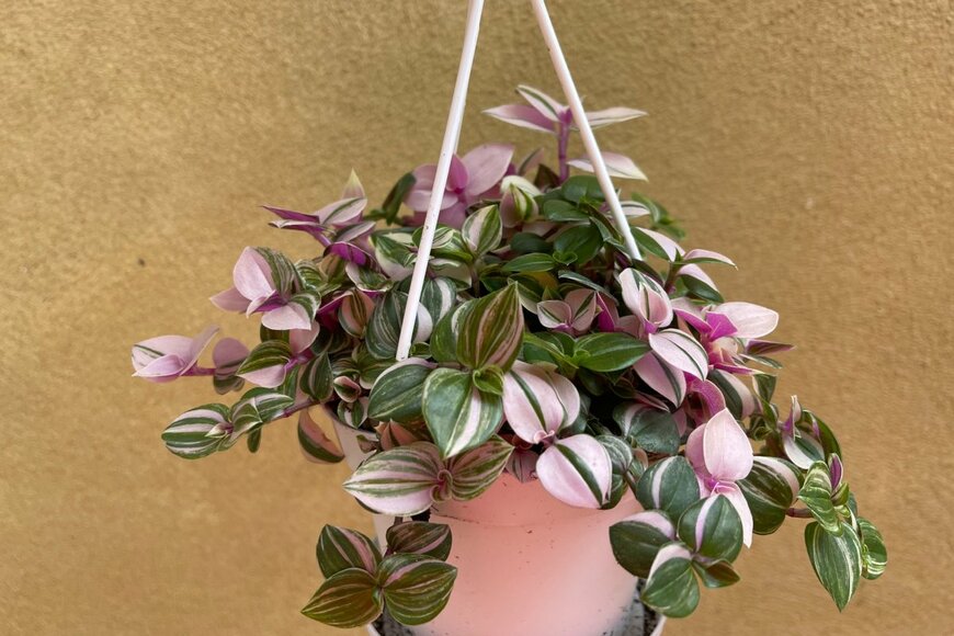 Parijatplant/shutterstock.com