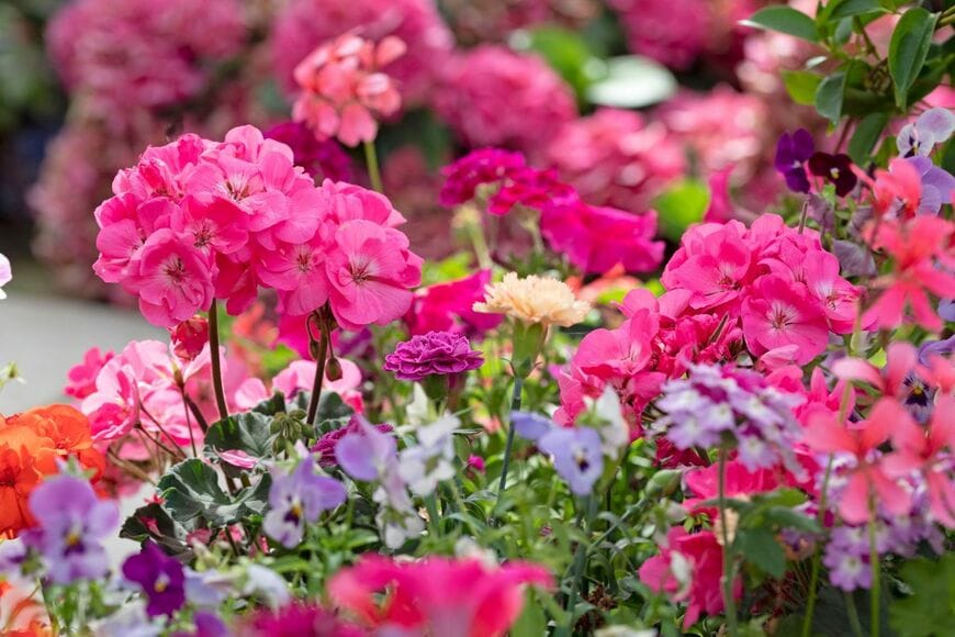  【初夏の寄せ植え】ゼラニウムと一緒に過酷な夏を乗り切る！相性のよい植物4選 