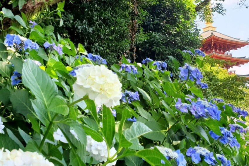 Yoko Lost in Japan/shutterstock.com