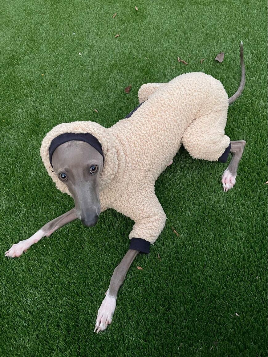 出所：@IGGY_PUTTO