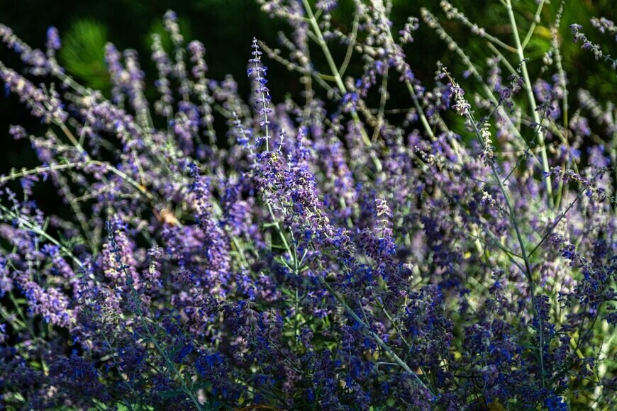 S.O.E/shutterstock.com