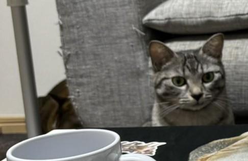 出所：@totomaru_hanmi